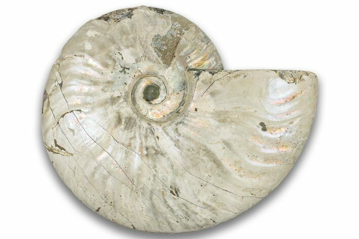 Silver Iridescent Ammonite (Cleoniceras) Fossil - Madagascar #323456